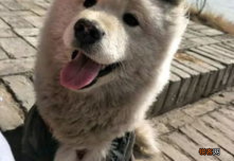 萨摩耶太脏了怎么办