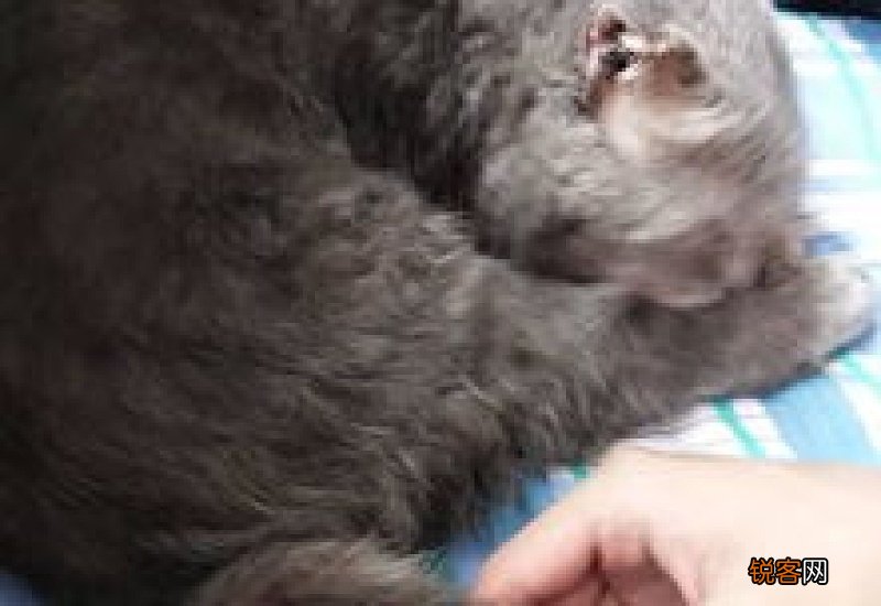 猫尾巴毛囊炎挤出来好多脓