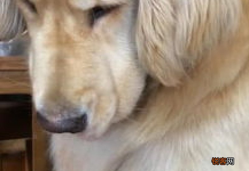 金毛见人就叫怎么纠正