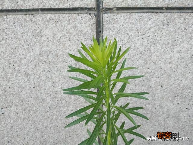 读到哪句唐诗,就不觉想起了知心爱人？