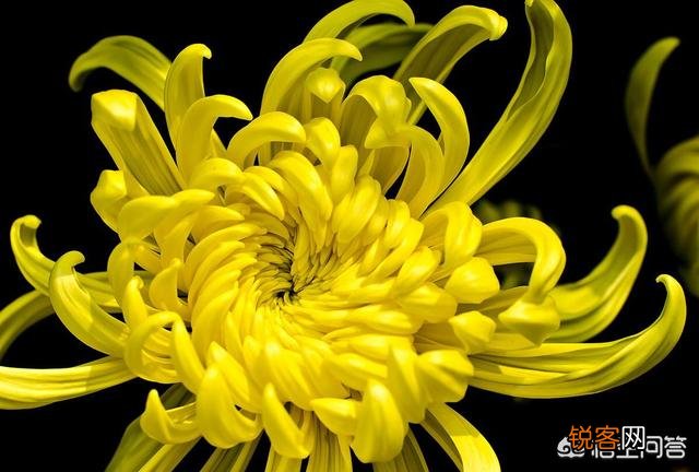 李清照的“人比黄花瘦”中的黄花指的是什么花？