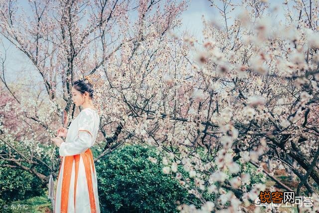 李清照的“人比黄花瘦”中的黄花指的是什么花？