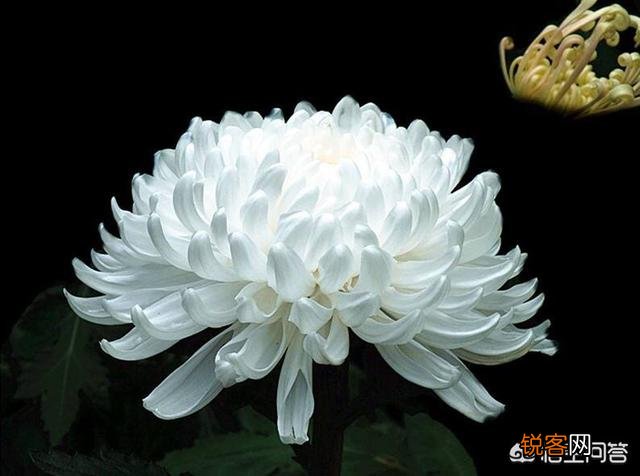 李清照的“人比黄花瘦”中的黄花指的是什么花？