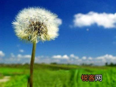 绯红蒲公英的作用与功效 绯红蒲公英有什么功效与作用
