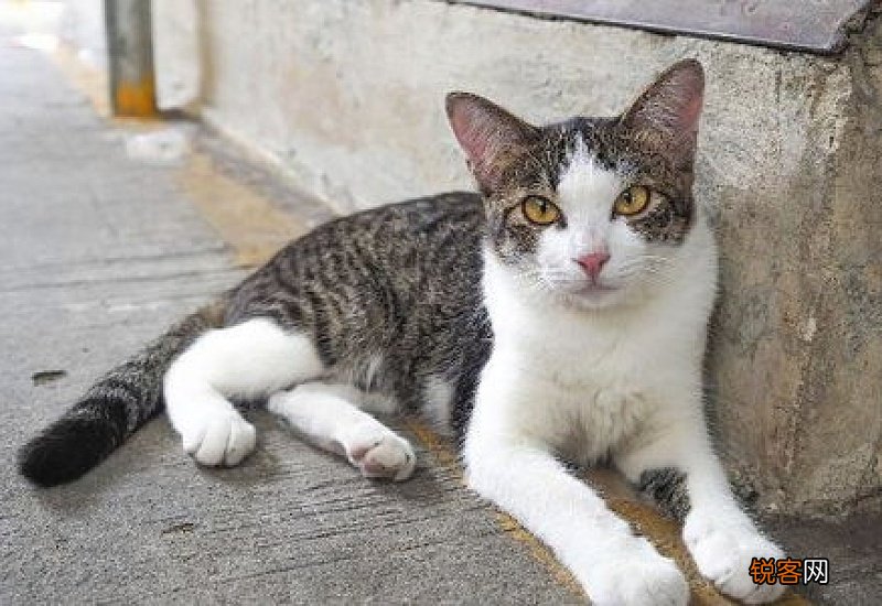 成年猫养不熟该怎么相处