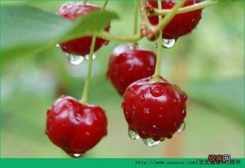 樱桃什么时候成熟 樱桃什时候上市