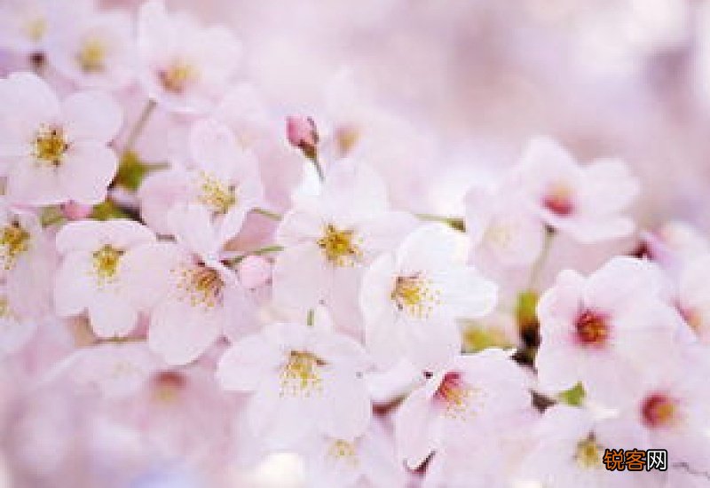 樱桃和樱花有关系吗 樱桃和樱花是一种树吗