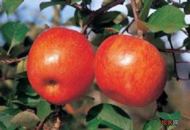 樱桃和苹果能一起吃吗 樱桃和苹果一起吃好吗