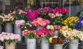 在文学寓意上花中四君子和岁寒三友分别指的什么 花中四君子和岁寒三友分别指什么