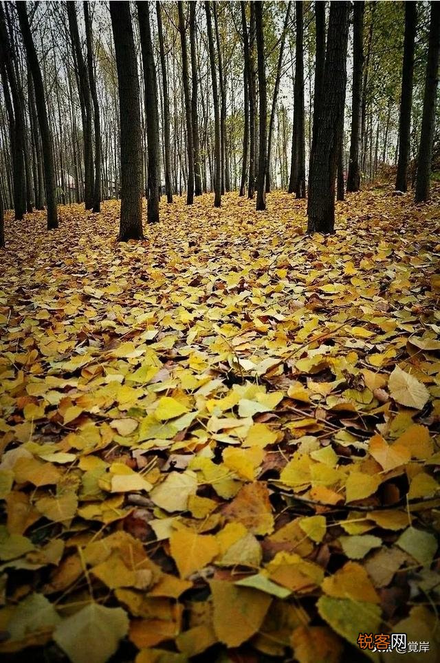 如何学写七律？