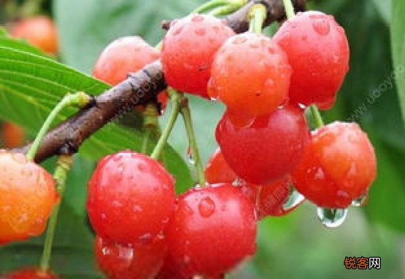 樱桃是热性还是凉性 樱桃是酸性还是碱性