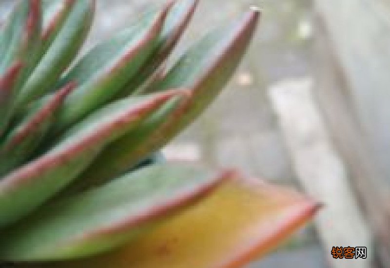 多肉叶子变软发黄透明是什么情况