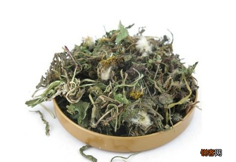 蒲公英根是凉性的还是热性的