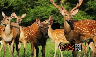 梅花鹿象征什么寓意 梅花鹿象征着什么