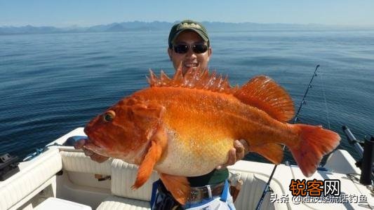 什么潮水适合海钓？