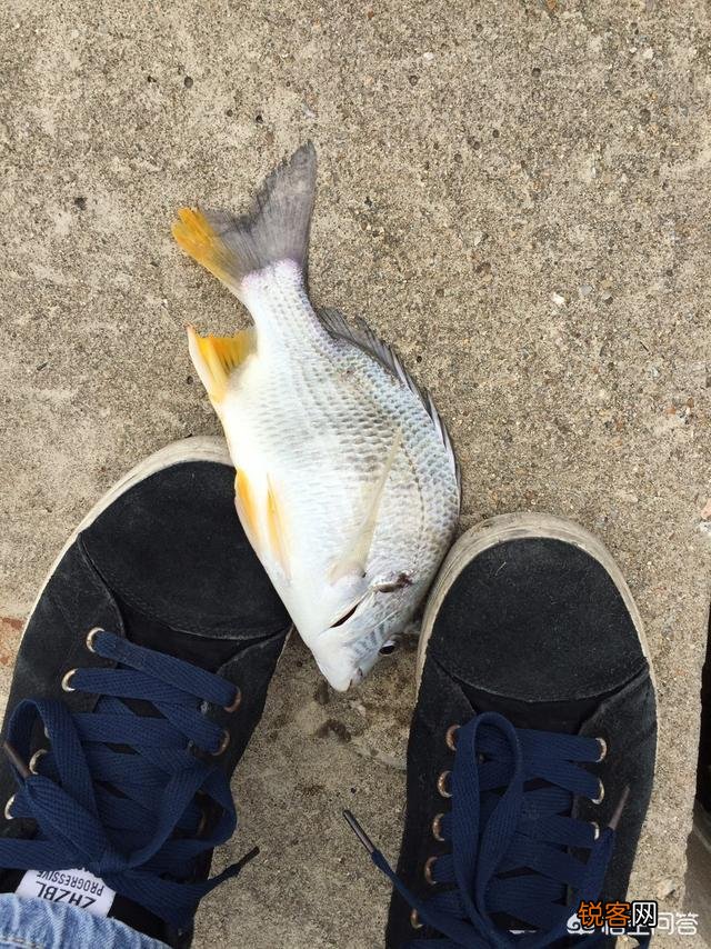 什么潮水适合海钓？