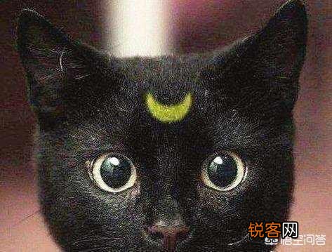 狸猫换太子讲的是一个什么故事？