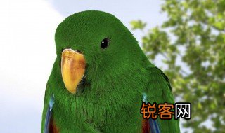 描写鹦鹉外貌的句子 描写鹦鹉外貌的句子介绍