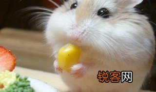 描写仓鼠外貌的句子 描写仓鼠外貌的都有哪些句子