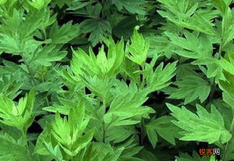 艾草闻多了会中毒吗