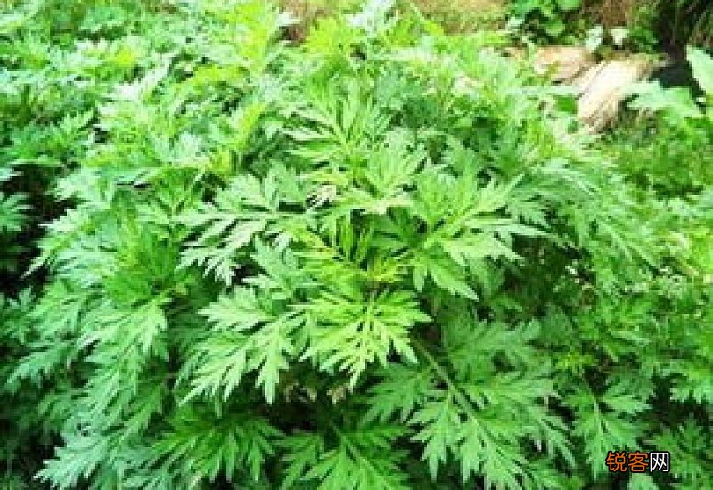 新鲜的艾草可以放在睡觉屋里吗