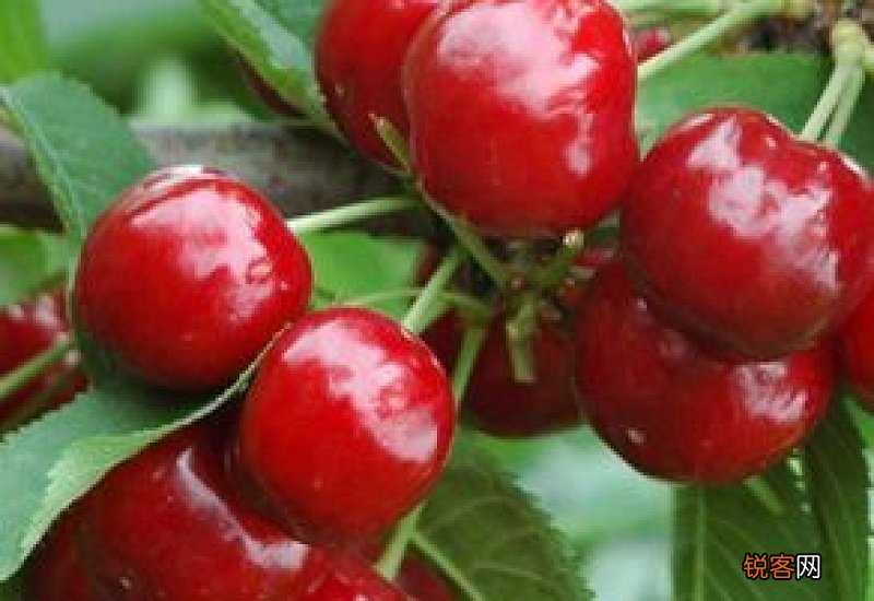 樱桃能有效缓解贫血吗 樱桃的药用价值有哪些