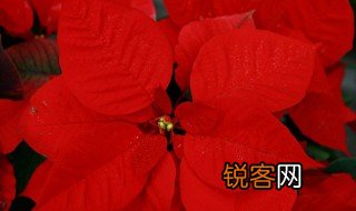 各种花所代表的象征意义是什么 各种花所代表的象征意义是什么意思