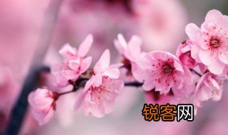 天涯何处无芳草何必单恋一支花的真正含义 天涯何处无芳草何必单恋一支花的含义是什么