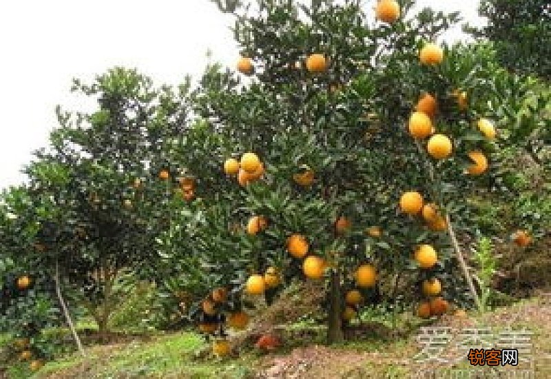 橘子上的白丝能吃吗 橘子上的白丝叫什么