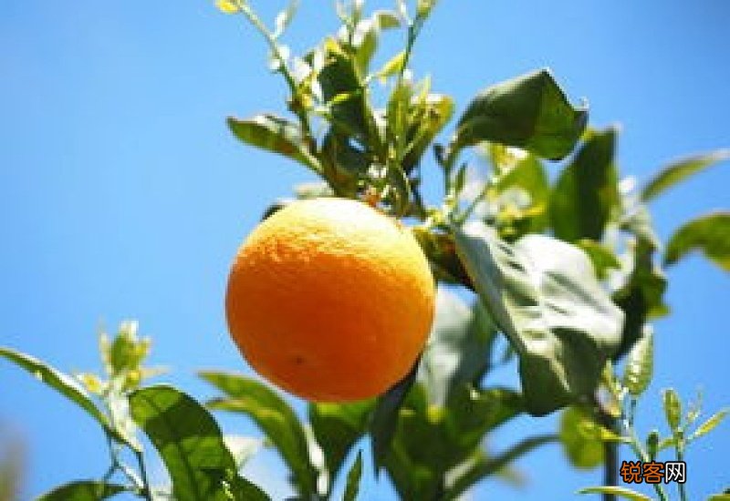 橘子什么季节成熟 橘子什么时候上市