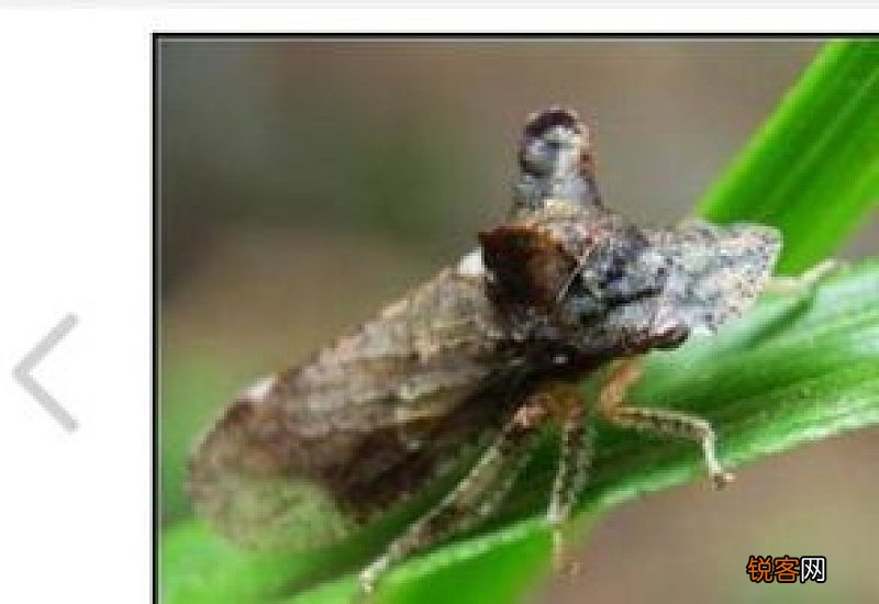 青菜叶上长满小小的虫是什么