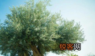 橄榄树的寓意 橄榄树有什么含义