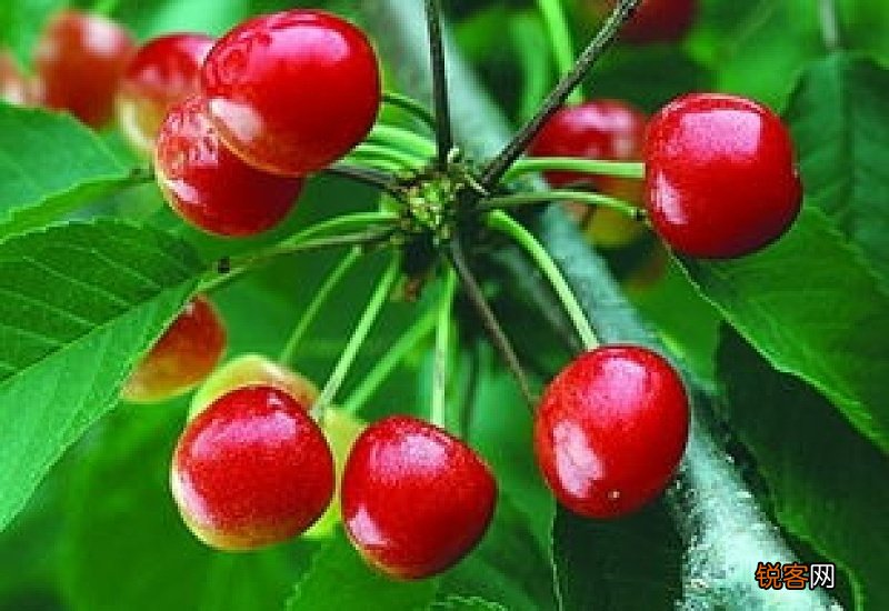 樱桃里面有虫能吃吗