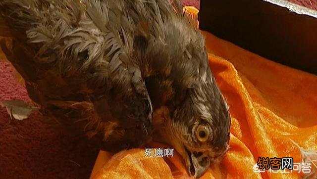 《雍正王朝》康熙知道死鹰是八阿哥换的吗？