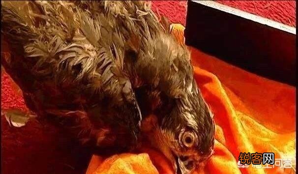 《雍正王朝》康熙知道死鹰是八阿哥换的吗？