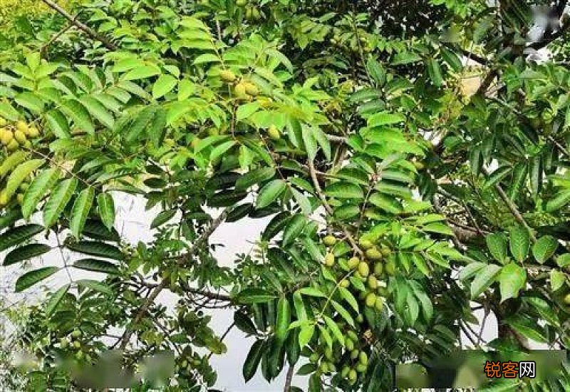橄榄有什么功效？橄榄的功效与作用及食用方法