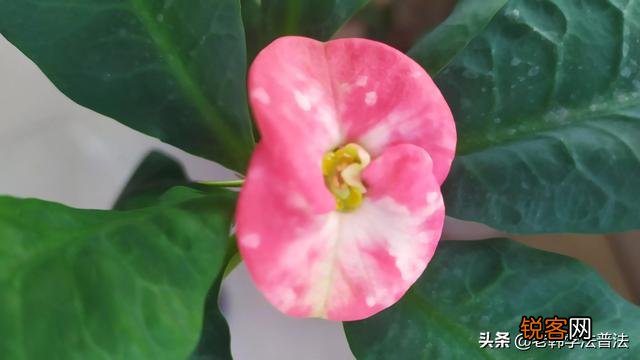 人健康长寿的秘密是什么？有人批评中医,有人赞美,你怎么看？