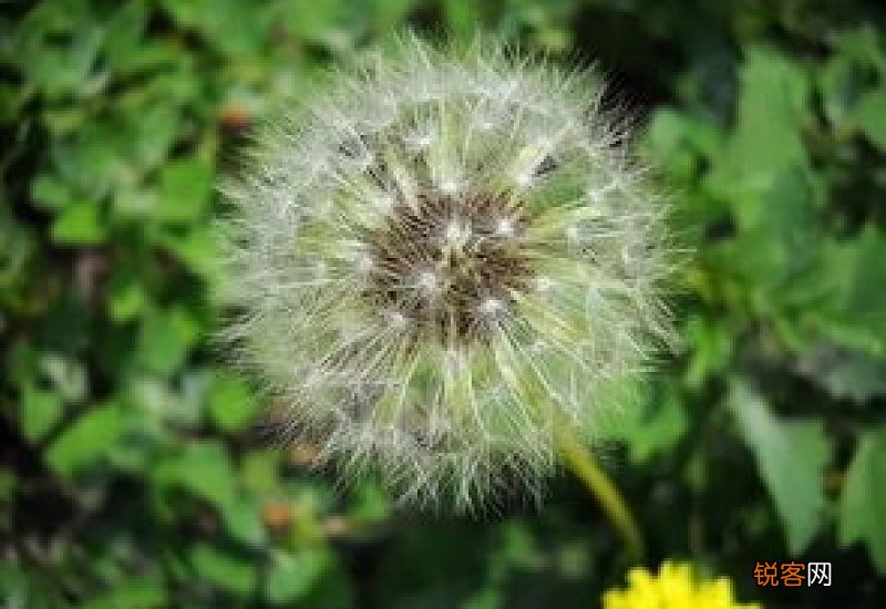 泡了一夜的蒲公英水还能喝吗