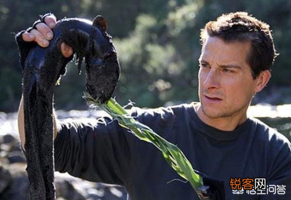 还记得“站在食物链顶端”的贝爷吗？当年爆红,为何突然不见了？