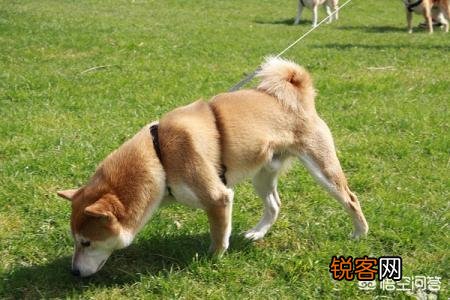 狗改不了吃屎,原因有哪些？