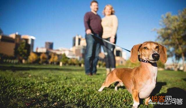 狗改不了吃屎,原因有哪些？