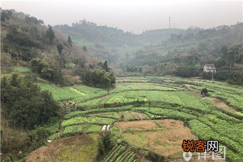 私自砍伐他人宅基地树木的处罚标准是怎么样的？
