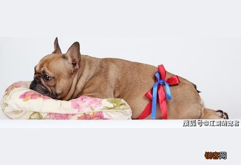 狗狗驱虫多久一次多少钱