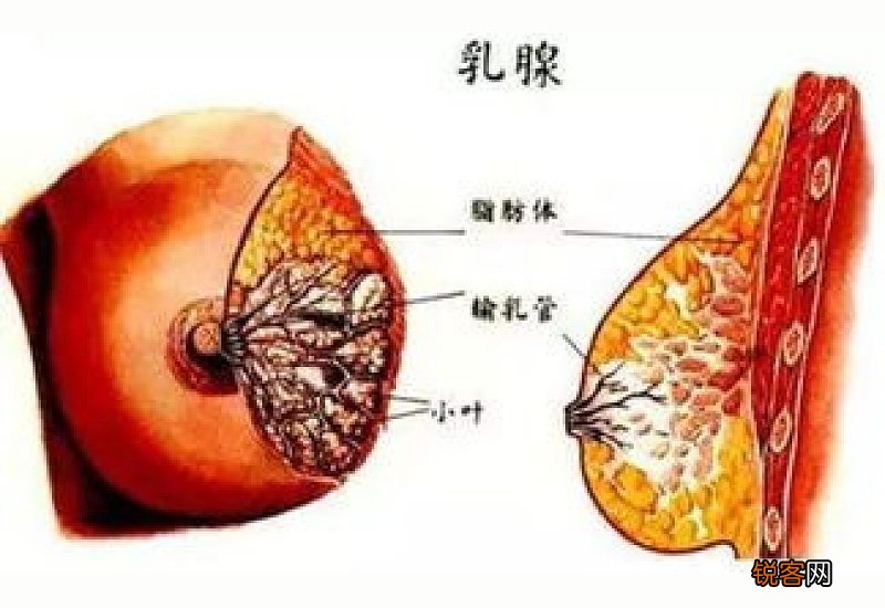 三伏贴乳腺增生贴什么位置