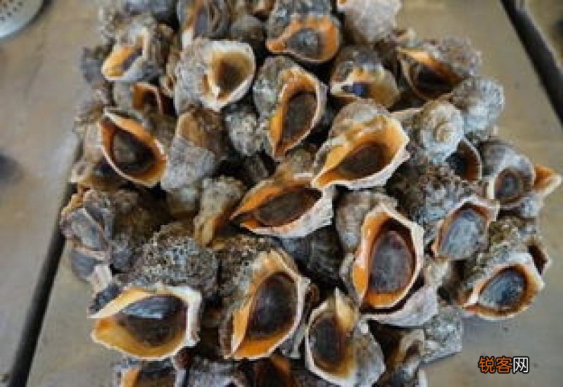 海螺发紫是不是坏了