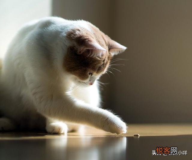 猫咪为什么会埋自己的粪便？