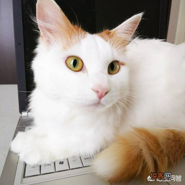 猫咪为什么会埋自己的粪便？