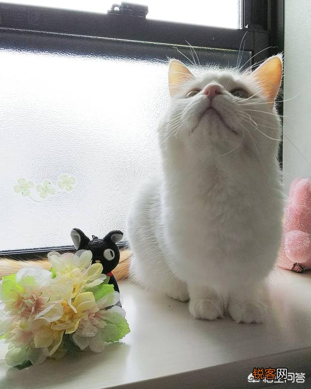 猫咪为什么会埋自己的粪便？