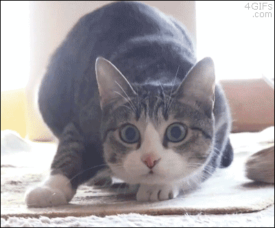 猫咪为什么会埋自己的粪便？