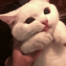 猫咪为什么会埋自己的粪便？